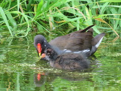 Gallinula chloropus