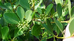 Aegiceras corniculatum