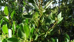 Aegiceras corniculatum