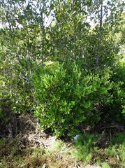 Aegiceras corniculatum