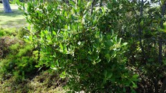 Aegiceras corniculatum