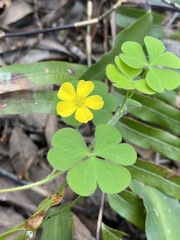 Oxalis chnoodes