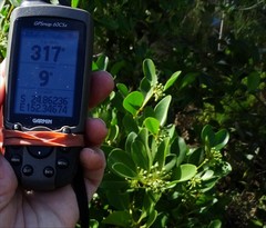 Aegiceras corniculatum