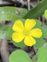 Oxalis chnoodes