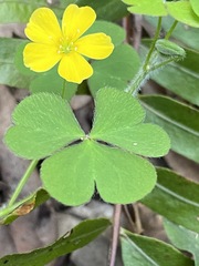 Oxalis chnoodes