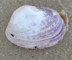 Irus crenatus
