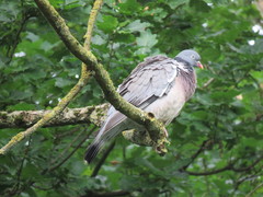 Columba palumbus
