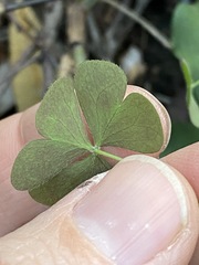 Oxalis chnoodes
