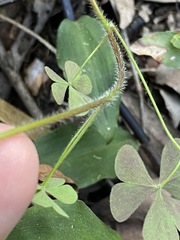 Oxalis chnoodes