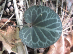 Viola variegata