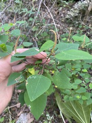 Homalanthus stillingiifolius