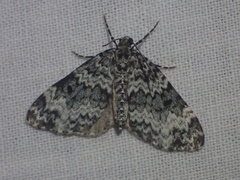 Perizoma alchemillata