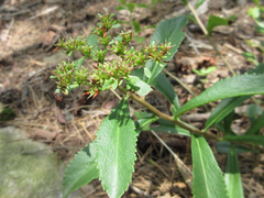 Phedimus kamtschaticus