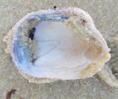 Irus crenatus