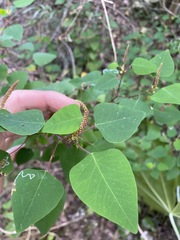 Homalanthus stillingiifolius