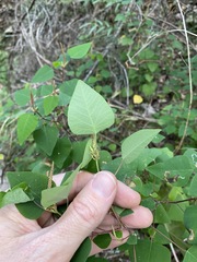Homalanthus stillingiifolius