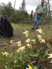 Erythronium helenae