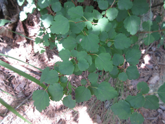 Spiraea blumei