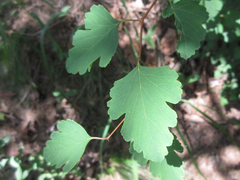 Spiraea blumei