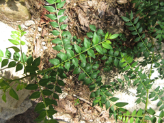 Zanthoxylum schinifolium