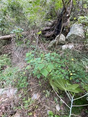 Homalanthus stillingiifolius