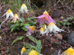 Erythronium helenae