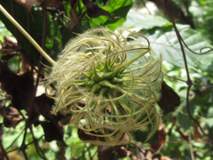 Clematis patens