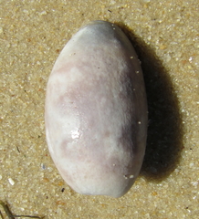 Bulla quoyii