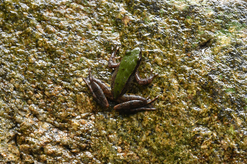 Huangkeng Frog, Odorrana exiliversabilis