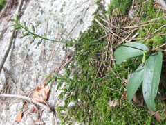 Hemipilia gracilis