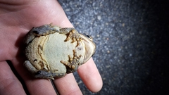 Anaxyrus americanus charlesmithi