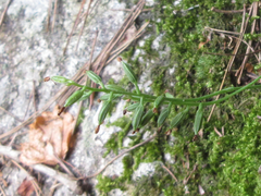 Hemipilia gracilis
