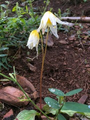 Erythronium helenae