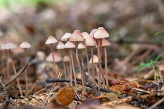 Mycena rosella