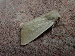 Arenostola phragmitidis