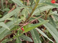 Hierodula membranacea