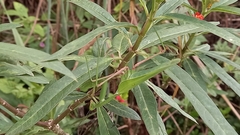 Hierodula membranacea