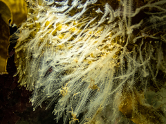 Plumularia setaceoides