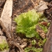 Petalophyllum preissii - Photo 由 Em Lamond 所上傳的 (c) Em Lamond，保留部份權利CC BY