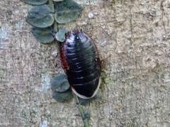 Opisthoplatia orientalis