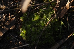 Pleurophascum occidentale