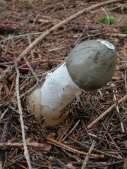 Phallus impudicus togatus