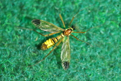 Ctenophora ornata