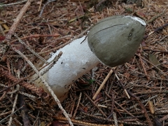 Phallus impudicus togatus