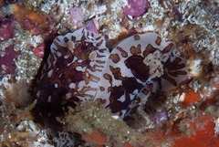 Aphelodoris brunnea