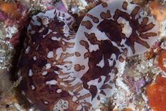 Aphelodoris brunnea