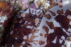 Aphelodoris brunnea