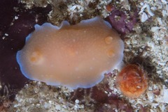 Doriopsilla capensis