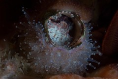 Thylacodes natalensis