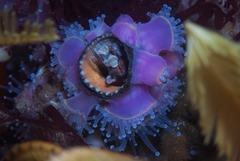 Thylacodes natalensis